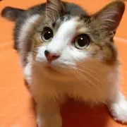 たろう