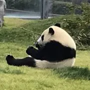 パンダの画像