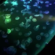 くらげ