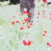 アネモネの画像