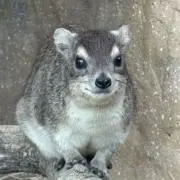 コロポックルの画像