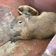 あいの画像