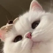 いぴ