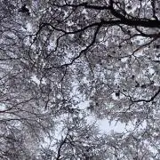 KUMAの画像
