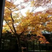 まつの画像