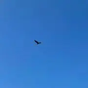 マナの画像