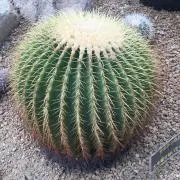 ぬぬぬの画像