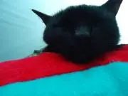 うめの画像