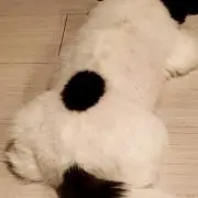 モコの画像