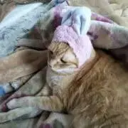 Ariaの画像