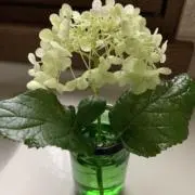 ミドちゃんの画像