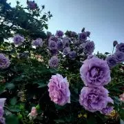 バウム