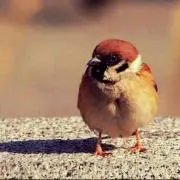 やまぼうしの画像
