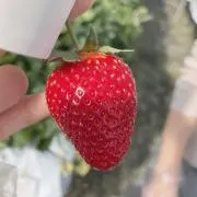 いちご太郎
