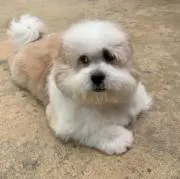 ピー助の画像