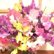ヒロの画像