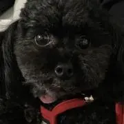 ヨシ