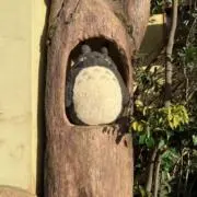 こここの画像
