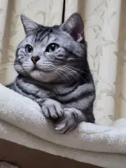 ととの画像