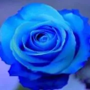 モモ