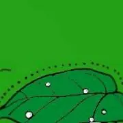 Limeの画像