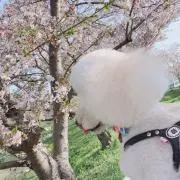 しーぴの画像