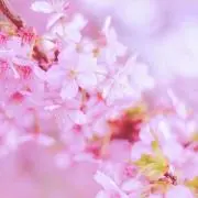 きゃんの画像