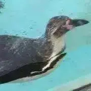 あずきの画像