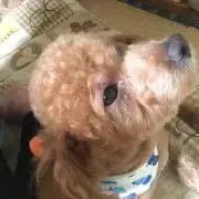 DONトイプーの画像