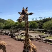 めろの画像