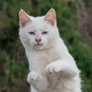 ジャラミンの画像
