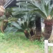 けむの画像