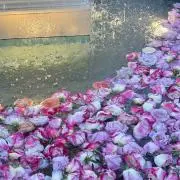 とと(☆商品説明欄必読☆)の画像