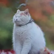 ほーちゃんの画像