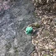 けろちゃんの画像