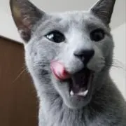 モトムの画像
