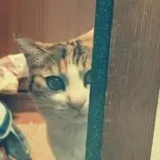 ぶんちゃんの画像