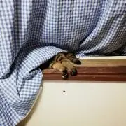 たにいしの画像