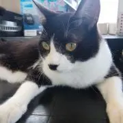 チビにゃんの画像