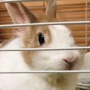 のりたまの画像