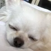 ルビー