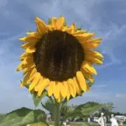 ブレックスの画像