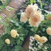 華の画像