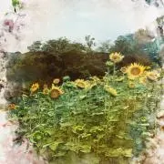 Yの画像