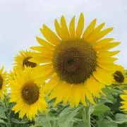 pistàcchio