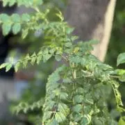 tonerikonokiの画像