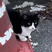 にゃんの画像