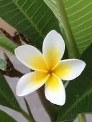 ꧁ꕤPlumeriaꕤ꧂の画像