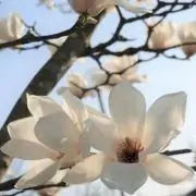 もくれんの画像