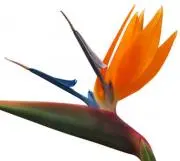 極楽鳥花